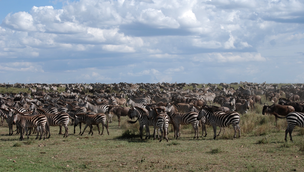 A lot of Zebras, Gnus, Buffalos in Serengeti | Safari