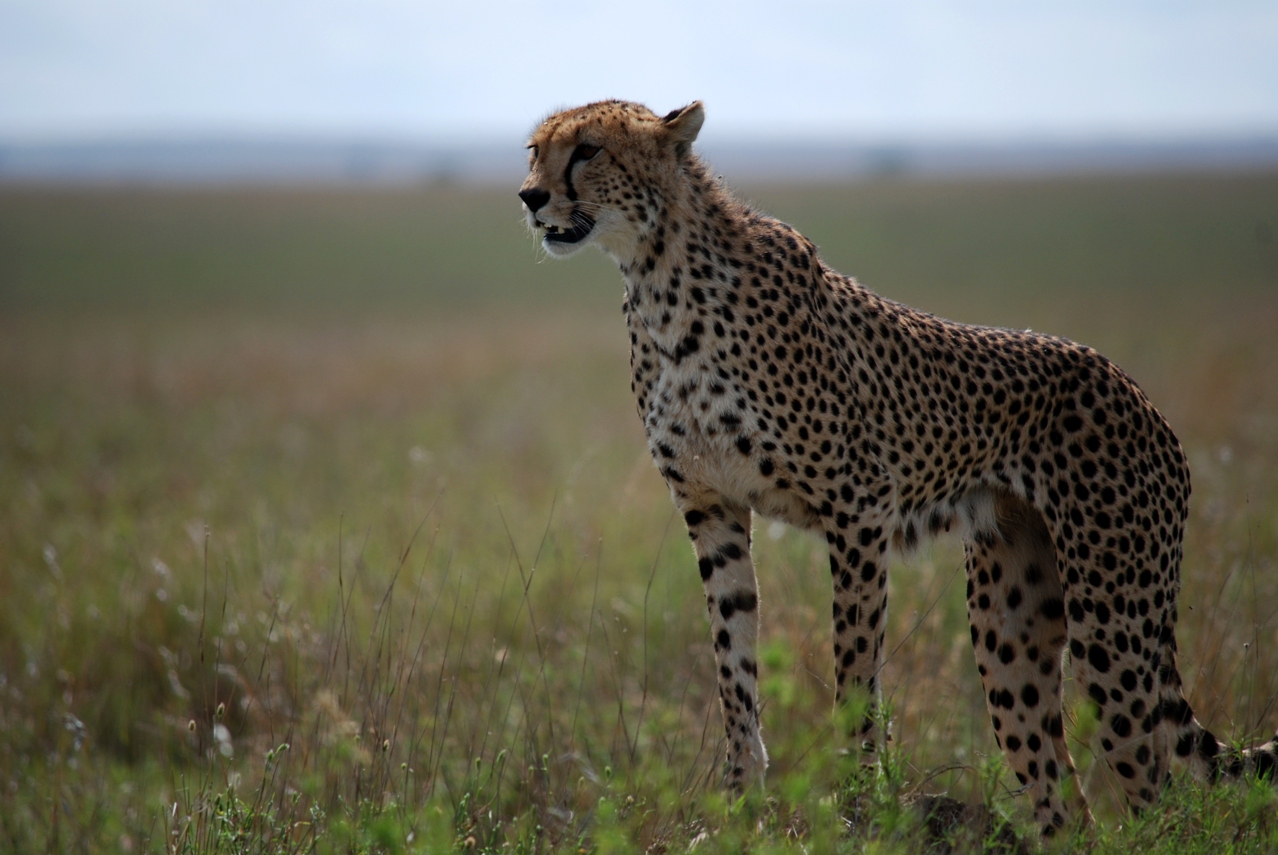 Gepard at Serengeti National Park