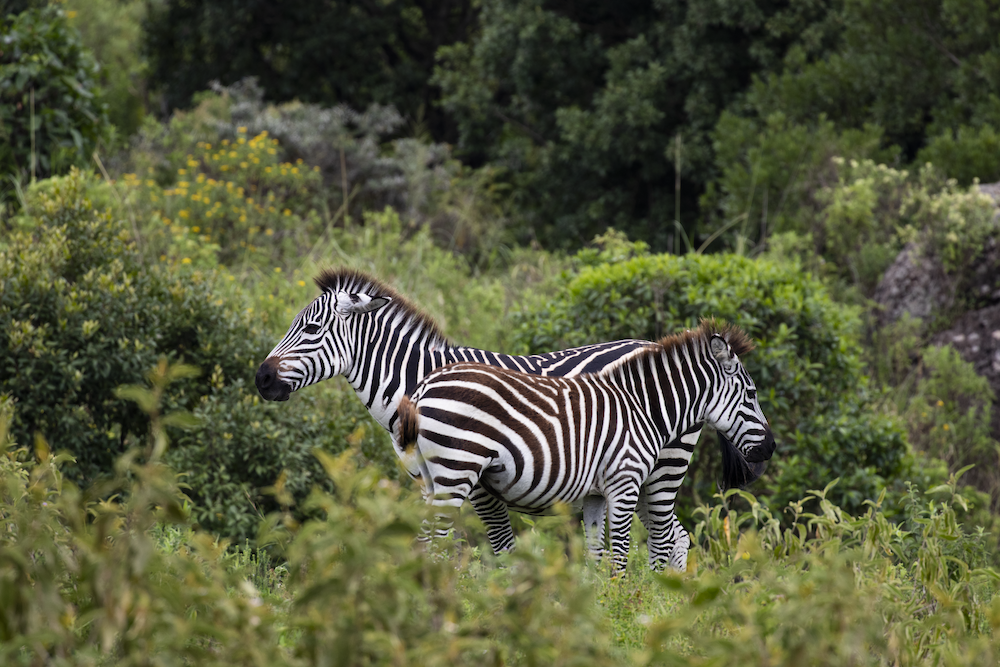 Zebras in Arusha nationalpark