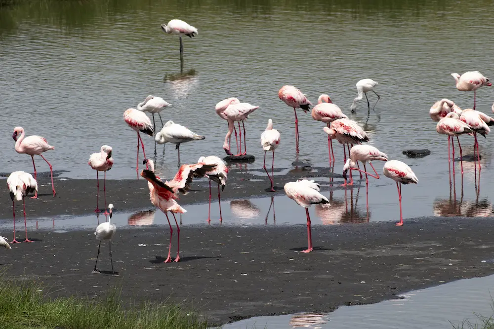 Flamingos in Arusha National Park