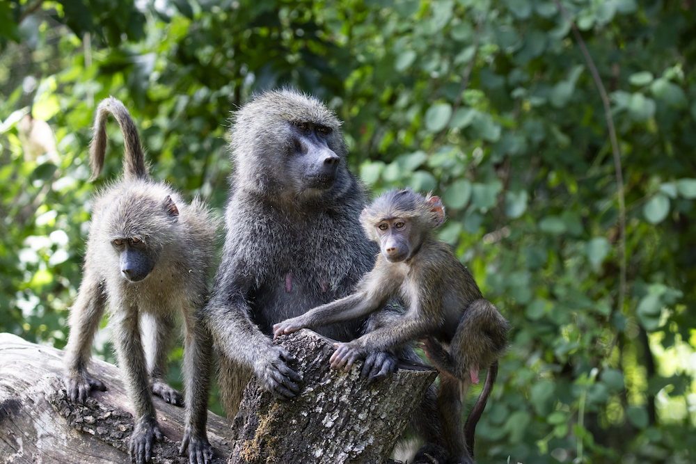 Baboons in Arusha nationalpark
