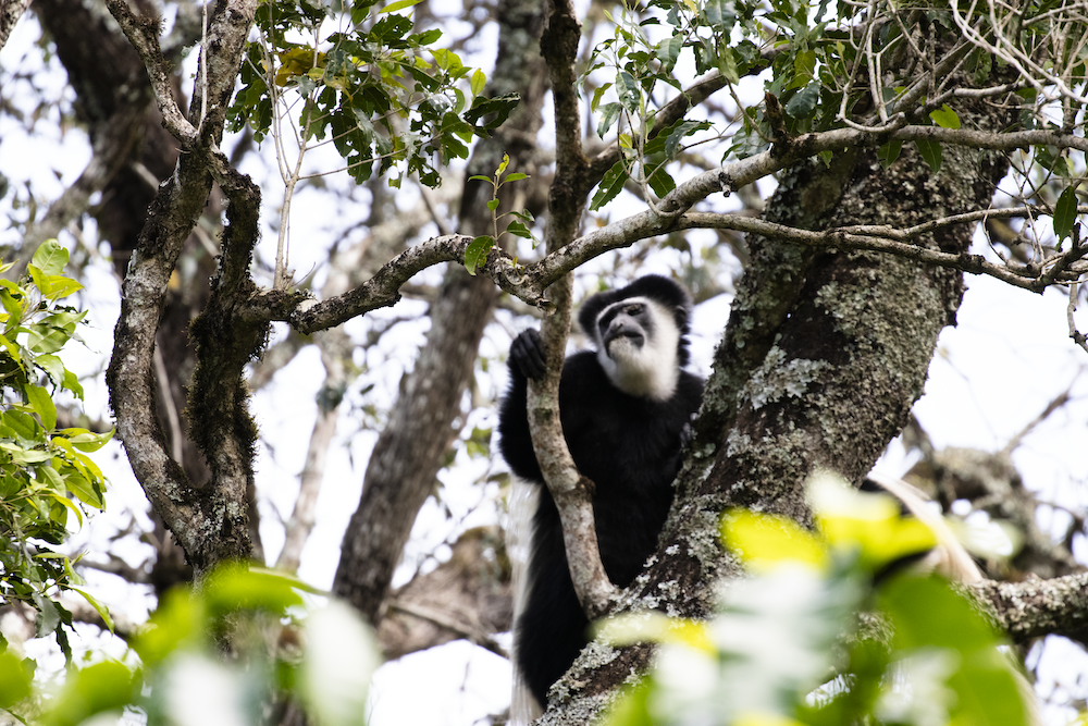 black and white colobus monkey at Arusha National Park