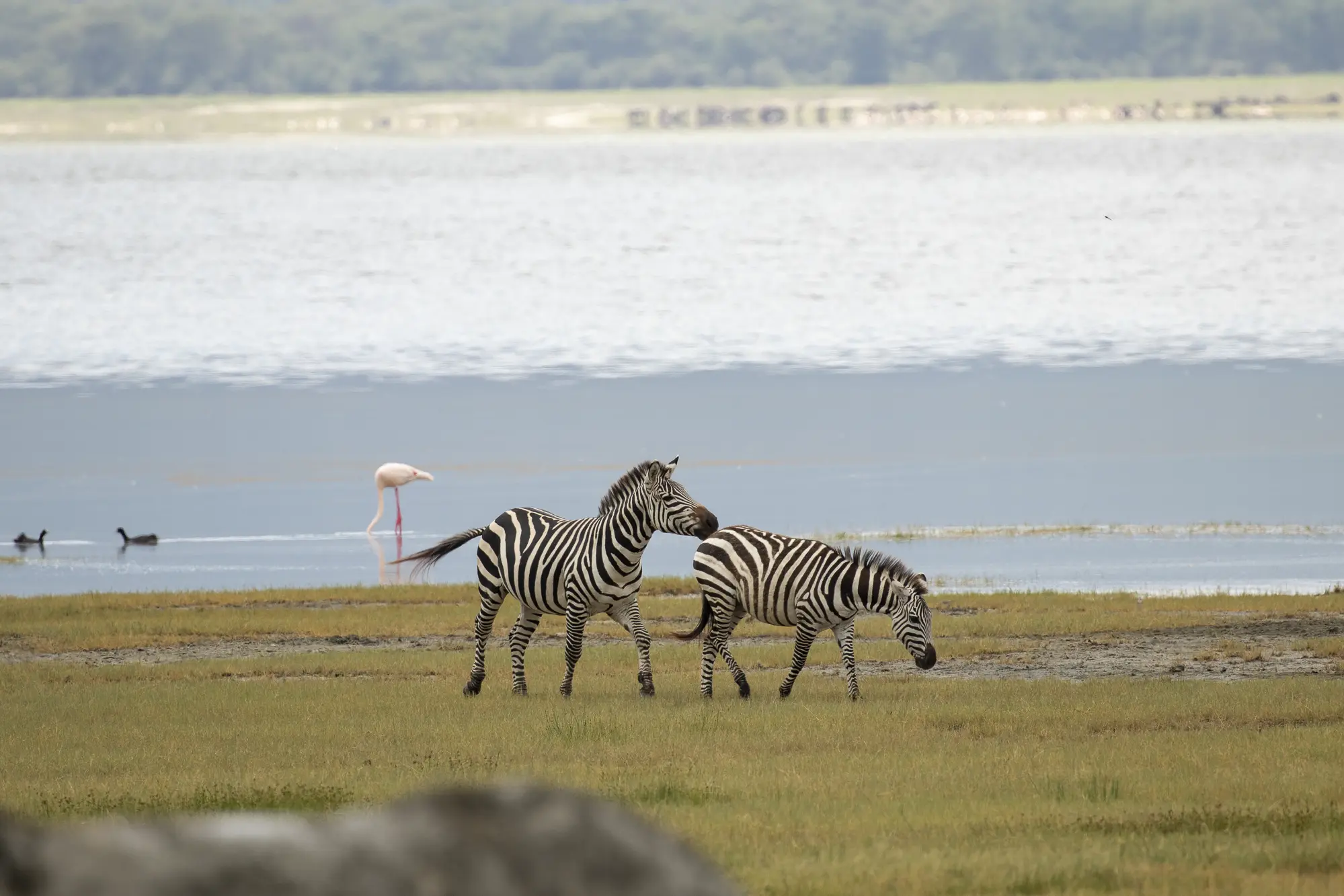 Zebras playing at Ngorongoro Conservation Area